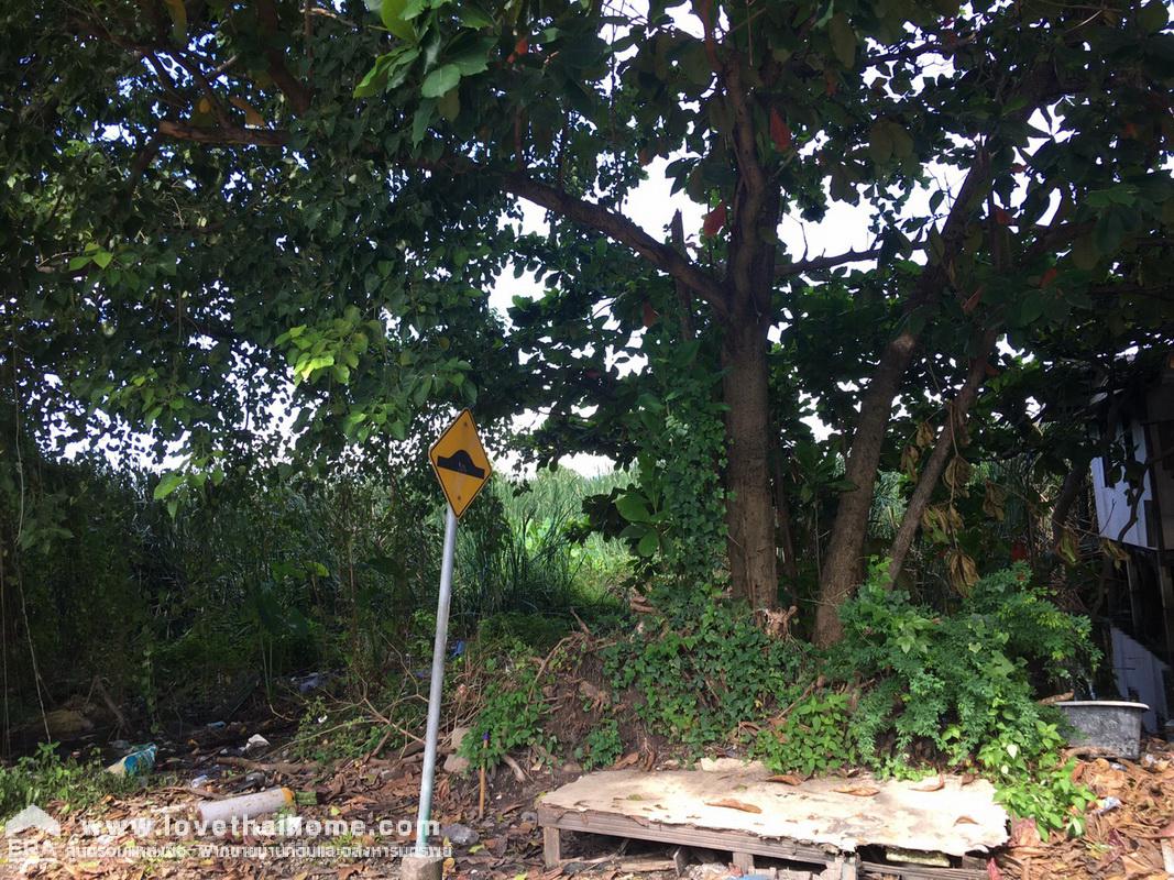 ขายที่ดิน รังสิต-คลอง2 ถนนรังสิต-นครนายก55 พื้นที่59ตรว. ขายถูกกว่าราคาประเมิน ใกล้ฟิวเจอร์พาร์ค รังสิต