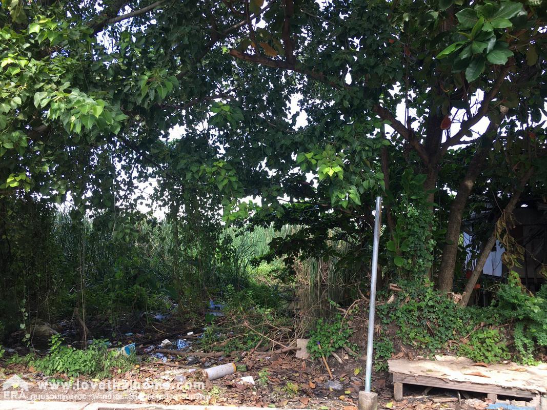 ขายที่ดิน รังสิต-คลอง2 ถนนรังสิต-นครนายก55 พื้นที่59ตรว. ขายถูกกว่าราคาประเมิน ใกล้ฟิวเจอร์พาร์ค รังสิต