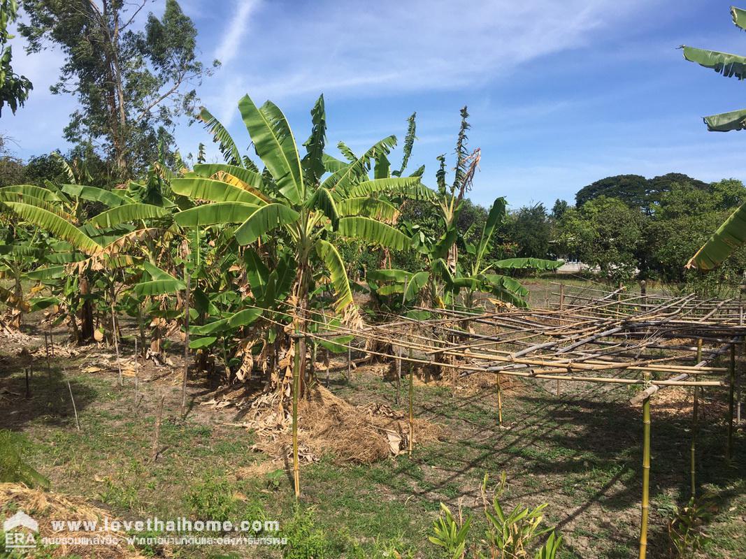 ขายที่ดิน ต.กกโก เมืองลพบุรี ขายราคาถูก ทำเลดีมาก เหมาะสำหรับสร้างหอพัก หรือลงทุนธุรกิจ