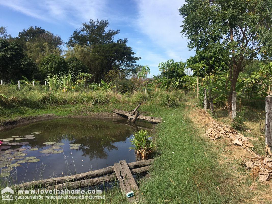 ขายที่ดิน ต.กกโก เมืองลพบุรี ขายราคาถูก ทำเลดีมาก เหมาะสำหรับสร้างหอพัก หรือลงทุนธุรกิจ