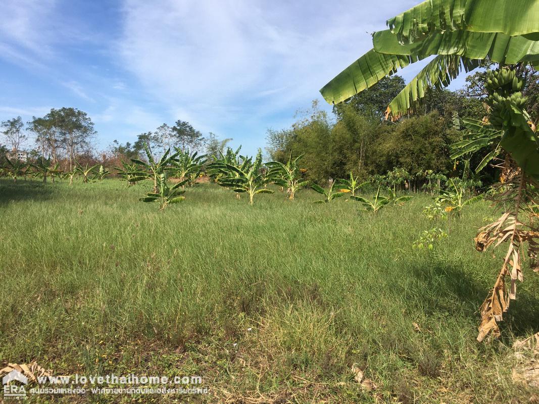 ขายที่ดิน ต.กกโก เมืองลพบุรี ขายราคาถูก ทำเลดีมาก เหมาะสำหรับสร้างหอพัก หรือลงทุนธุรกิจ