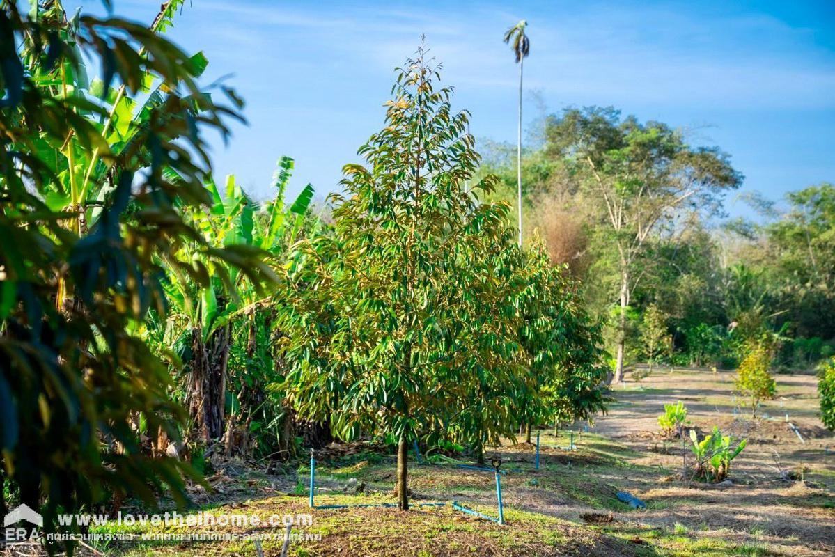 ขายที่ดินพร้อมสวนทุเรียน เมืองแกลง ระยอง พื้นที่ 13 ไร่ ติดถนนลาดยาง มีบ่อน้ำ มีผลผลิตแล้ว ทำท่องเที่ยวเชิงเกษตร บุฟเฟ่ต์ทุเรียน ทำเลดี ขายไม่แพง