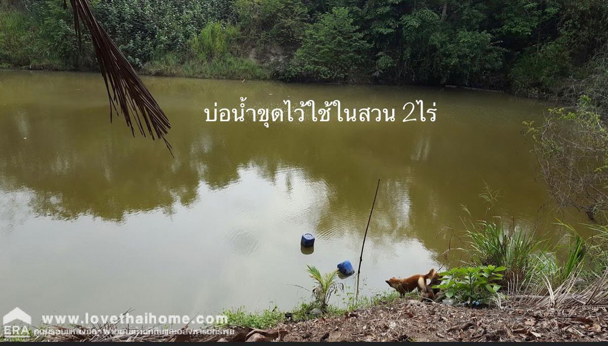 ขายที่ดินพร้อมสวนทุเรียน เมืองแกลง ระยอง พื้นที่ 13 ไร่ ติดถนนลาดยาง มีบ่อน้ำ มีผลผลิตแล้ว ทำท่องเที่ยวเชิงเกษตร บุฟเฟ่ต์ทุเรียน ทำเลดี ขายไม่แพง