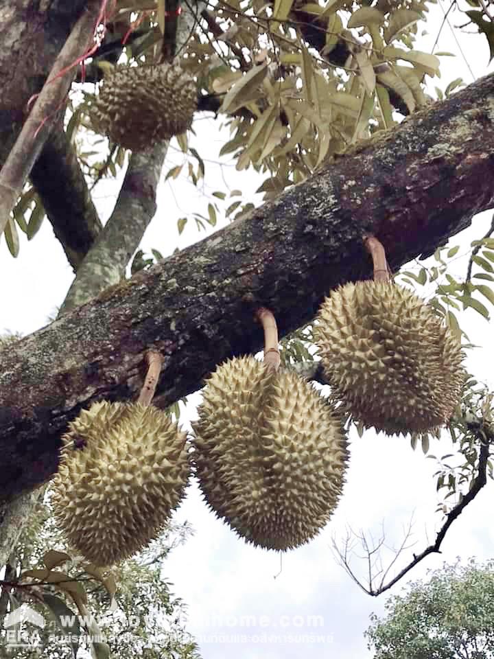 ขายที่ดินพร้อมสวนทุเรียน เมืองแกลง ระยอง พื้นที่ 13 ไร่ ติดถนนลาดยาง มีบ่อน้ำ มีผลผลิตแล้ว ทำท่องเที่ยวเชิงเกษตร บุฟเฟ่ต์ทุเรียน ทำเลดี ขายไม่แพง