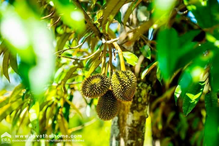 ขายที่ดินพร้อมสวนทุเรียน เมืองแกลง ระยอง พื้นที่ 13 ไร่ ติดถนนลาดยาง มีบ่อน้ำ มีผลผลิตแล้ว ทำท่องเที่ยวเชิงเกษตร บุฟเฟ่ต์ทุเรียน ทำเลดี ขายไม่แพง