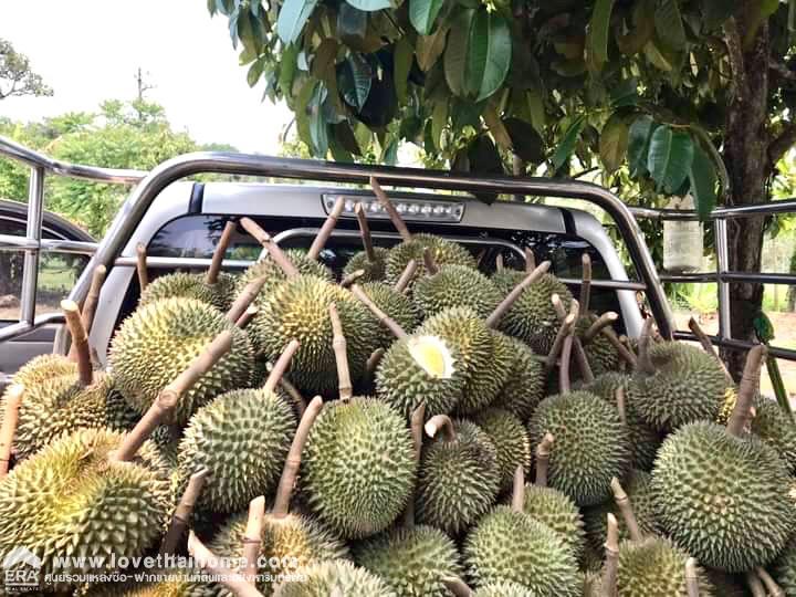 ขายที่ดินพร้อมสวนทุเรียน เมืองแกลง ระยอง พื้นที่ 13 ไร่ ติดถนนลาดยาง มีบ่อน้ำ มีผลผลิตแล้ว ทำท่องเที่ยวเชิงเกษตร บุฟเฟ่ต์ทุเรียน ทำเลดี ขายไม่แพง