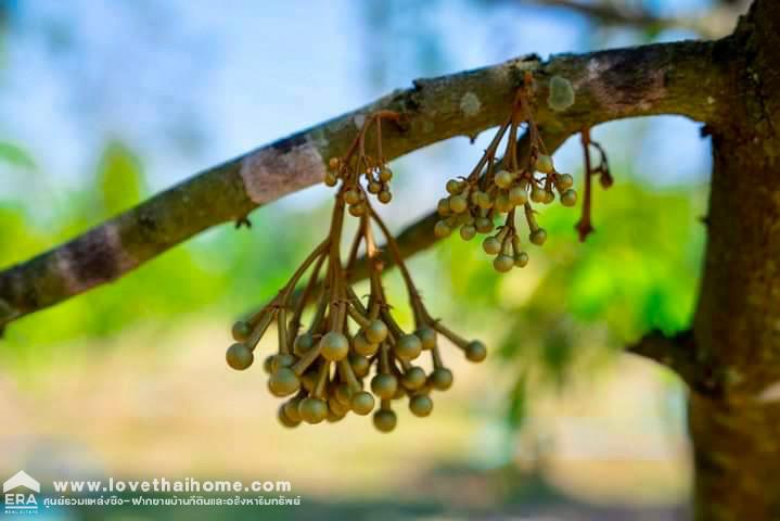 ขายที่ดินพร้อมสวนทุเรียน เมืองแกลง ระยอง พื้นที่ 13 ไร่ ติดถนนลาดยาง มีบ่อน้ำ มีผลผลิตแล้ว ทำท่องเที่ยวเชิงเกษตร บุฟเฟ่ต์ทุเรียน ทำเลดี ขายไม่แพง