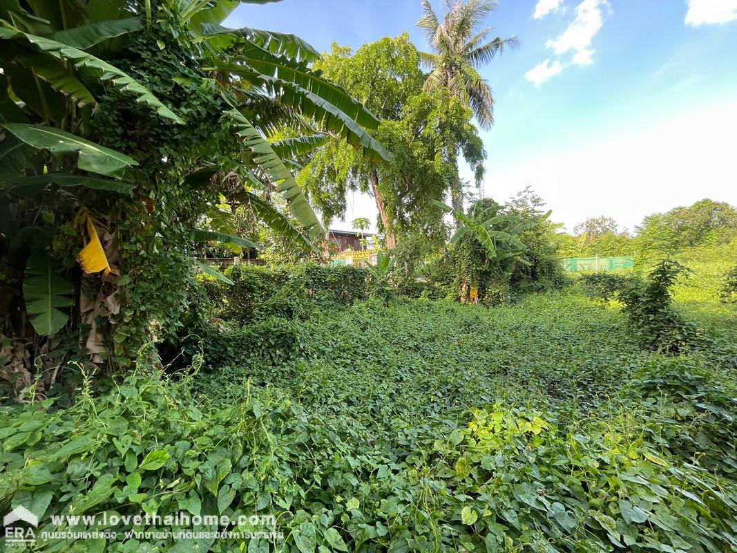 ขายที่ดิน ซ.นนทบุรี8 แยก8 ถ.นนทบุรี1 พื้นที่ 2-3-41 ไร่ หน้ากว้าง 42 เมตร ลึก 110 เมตร โดยประมาณ สวย ถูก คุ้มมาก