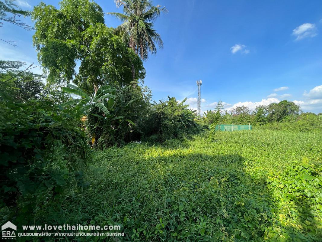 ขายที่ดิน ซ.นนทบุรี8 แยก8 ถ.นนทบุรี1 พื้นที่ 2-3-41 ไร่ หน้ากว้าง 42 เมตร ลึก 110 เมตร โดยประมาณ สวย ถูก คุ้มมาก