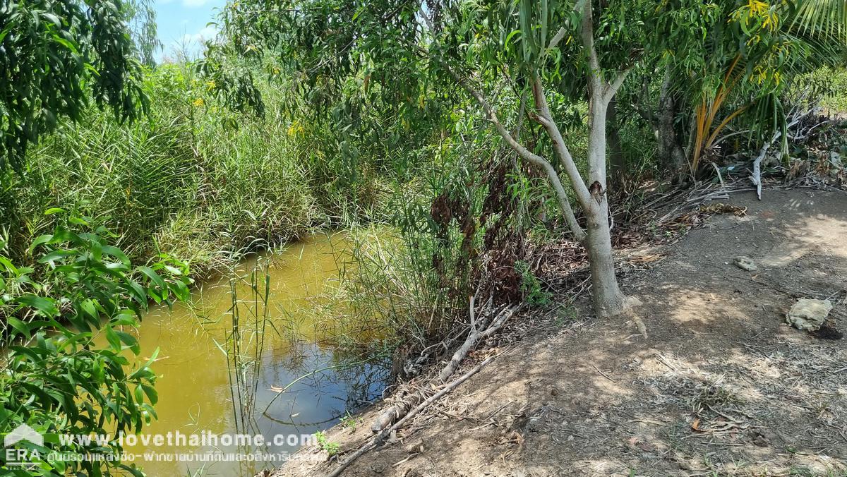 ขายที่ดินเทศบาลสามเมือง ลาดบัวหลวง อยุธยา 98-1-52 ไร่ ติดคลองส่งน้ำทั้งสองด้าน เป็นที่นา ต้องการขายด่วน ราคาต่อรองได้ 