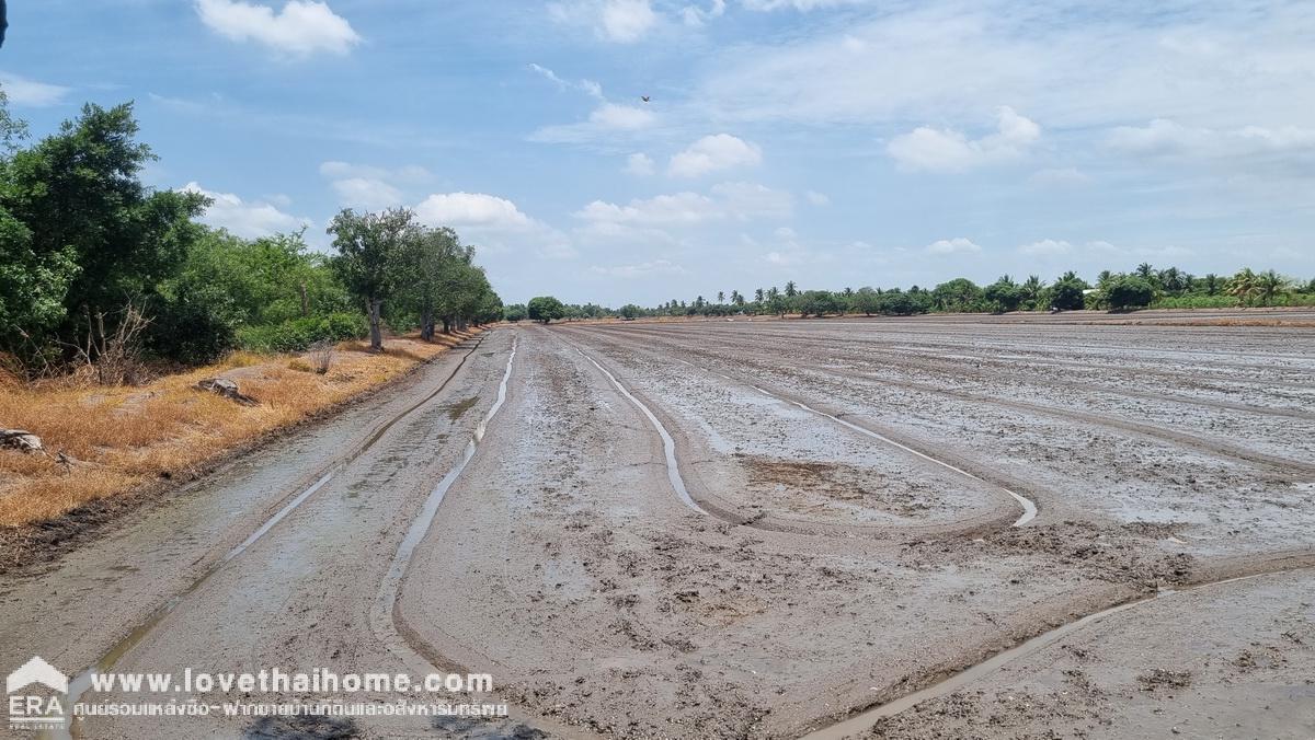 ขายที่ดินเทศบาลสามเมือง ลาดบัวหลวง อยุธยา 98-1-52 ไร่ ติดคลองส่งน้ำทั้งสองด้าน เป็นที่นา ต้องการขายด่วน ราคาต่อรองได้ 