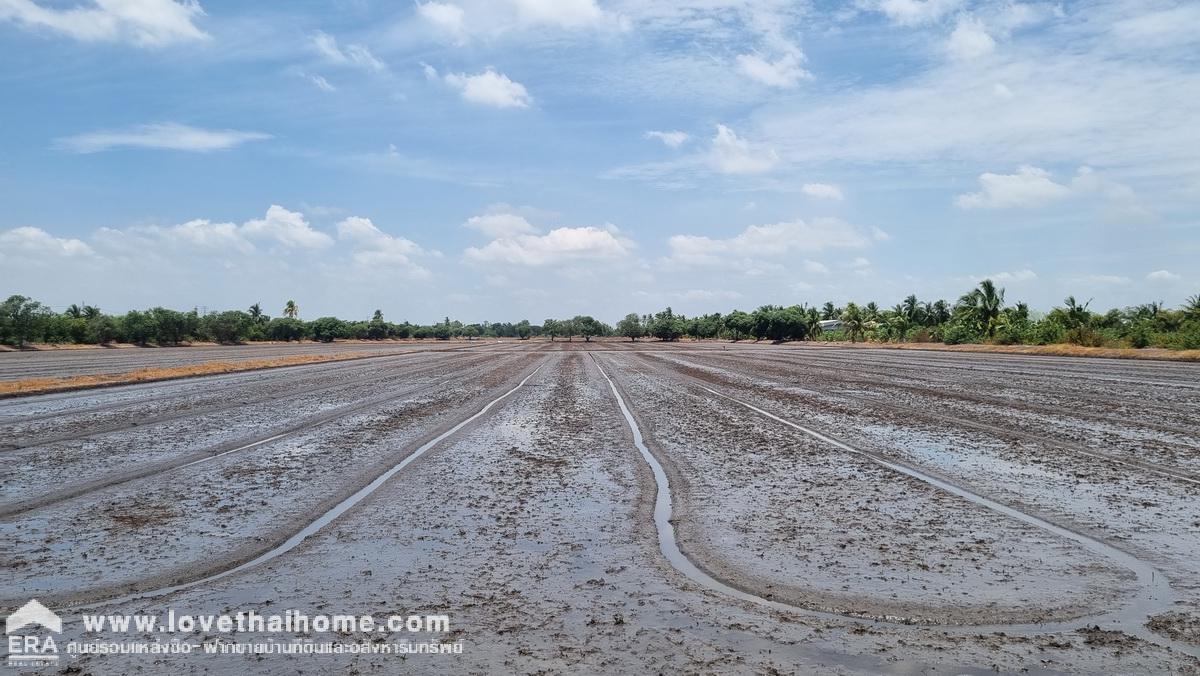 ขายที่ดินเทศบาลสามเมือง ลาดบัวหลวง อยุธยา 98-1-52 ไร่ ติดคลองส่งน้ำทั้งสองด้าน เป็นที่นา ต้องการขายด่วน ราคาต่อรองได้ 