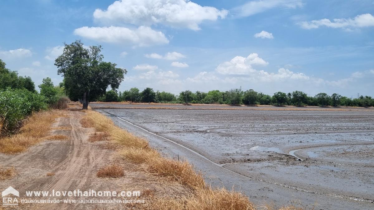 ขายที่ดินเทศบาลสามเมือง ลาดบัวหลวง อยุธยา 98-1-52 ไร่ ติดคลองส่งน้ำทั้งสองด้าน เป็นที่นา ต้องการขายด่วน ราคาต่อรองได้ 