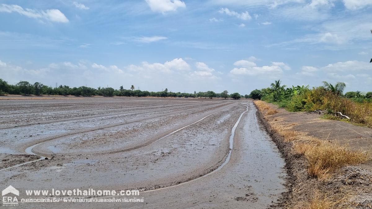 ขายที่ดินเทศบาลสามเมือง ลาดบัวหลวง อยุธยา 98-1-52 ไร่ ติดคลองส่งน้ำทั้งสองด้าน เป็นที่นา ต้องการขายด่วน ราคาต่อรองได้ 