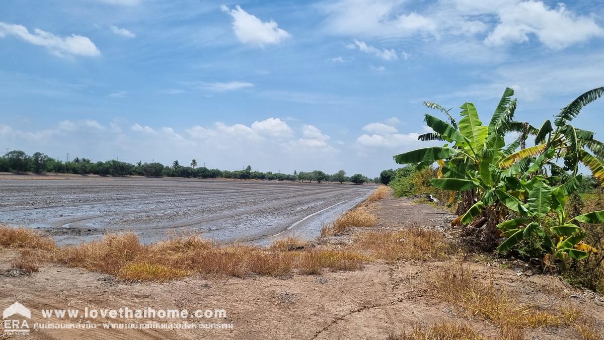 ขายที่ดินเทศบาลสามเมือง ลาดบัวหลวง อยุธยา 98-1-52 ไร่ ติดคลองส่งน้ำทั้งสองด้าน เป็นที่นา ต้องการขายด่วน ราคาต่อรองได้ 