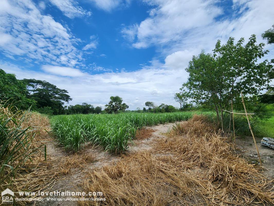 ขายที่ดินปากช่อง นครราชสีมา ตำบลขนงพระ ตรงข้ามบ้านสวนตาแรม พื้นที่ 5-0-13 ไร่ ใกล้สนามกอล์ฟ แรนโชชาญวีร์ รีสอร์ท แอนด์ คันทรี คลับ