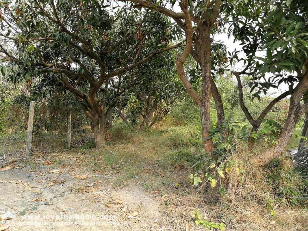 ขายที่ดิน ต.บางงาม อ.ศรีประจันต์ จ.สุพรรณบุรี แถมบ้านเป็นห้องแถว 5 ห้อง พื้นที่ 6-2-56 ไร่ ราคาคุ้มสุดๆ ใกล้วัดโพธาราม