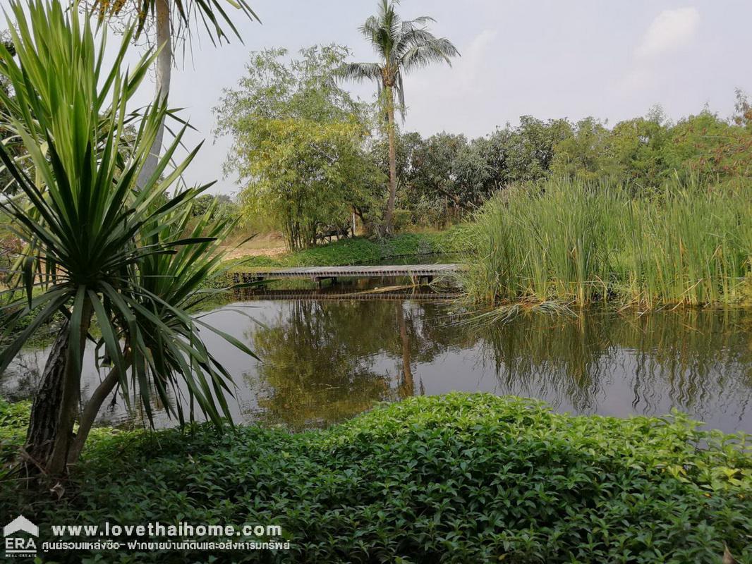 ขายที่ดิน ต.บางงาม อ.ศรีประจันต์ จ.สุพรรณบุรี แถมบ้านเป็นห้องแถว 5 ห้อง พื้นที่ 6-2-56 ไร่ ราคาคุ้มสุดๆ ใกล้วัดโพธาราม