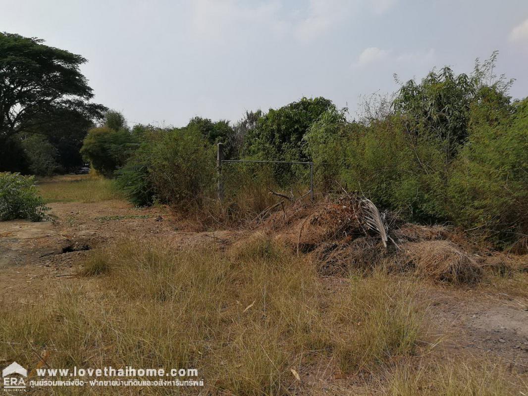 ขายที่ดิน ต.บางงาม อ.ศรีประจันต์ จ.สุพรรณบุรี แถมบ้านเป็นห้องแถว 5 ห้อง พื้นที่ 6-2-56 ไร่ ราคาคุ้มสุดๆ ใกล้วัดโพธาราม