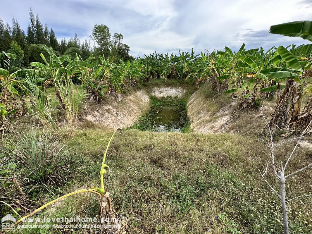 ขายที่ดินชะอำ เพชรบุรี ต.ไร่ใหม่พัฒนา ถ.โยธาธิการ บ้านโป่งเก้งพัฒนา หมู่ที่ 8 พื้นที่ 1-2-0 ไร่ เหมาะสร้างที่อยู่อาศัย