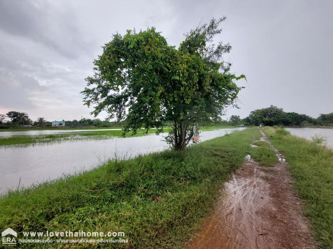 ขายที่ดิน บึงพระอาจารย์ องครักษ์ นครนายก พื้นที่ 50 ตรว. ราคาถูกมาก เพียงตารางวาละ 5,000 บาท เหมาะสำหรับบ้านสวน มี 2 แปลงติดกัน ใกล้บ้านสวนพนมไพรนครนายก