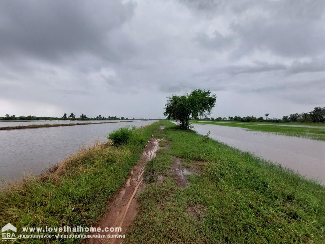 ขายที่ดิน บึงพระอาจารย์ องครักษ์ นครนายก พื้นที่ 50 ตรว. ราคาถูกมาก เพียงตารางวาละ 5,000 บาท เหมาะสำหรับบ้านสวน มี 2 แปลงติดกัน ใกล้บ้านสวนพนมไพรนครนายก