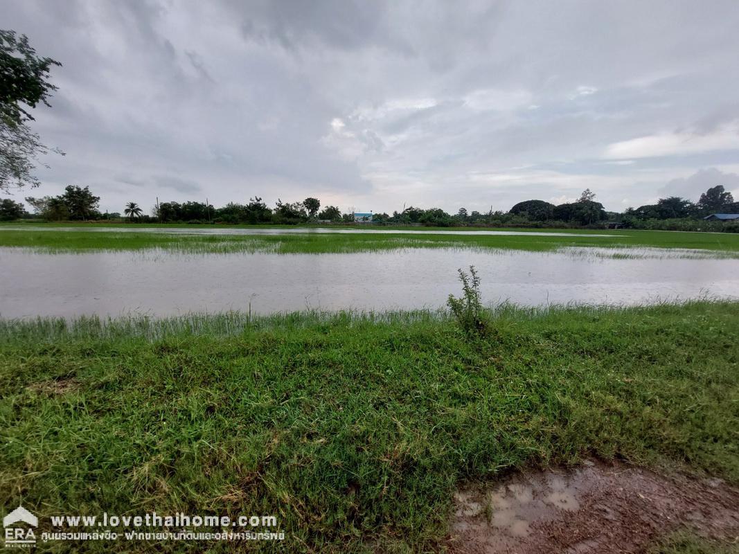 ขายที่ดิน บึงพระอาจารย์ องครักษ์ นครนายก พื้นที่ 50 ตรว. ราคาถูกมาก เพียงตารางวาละ 5,000 บาท เหมาะสำหรับบ้านสวน มี 2 แปลงติดกัน ใกล้บ้านสวนพนมไพรนครนายก