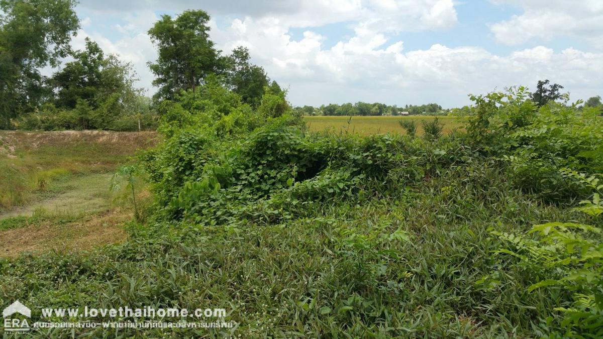 ขายที่ดิน อ.เมืองสุพรรณบุรี ใกล้โรงเรียนวัดสระประทุม พื้นที่ 4 ไร่ ขาย 2 ล้านบาท ถมแล้ว ถ้าชอบต่อรองได้