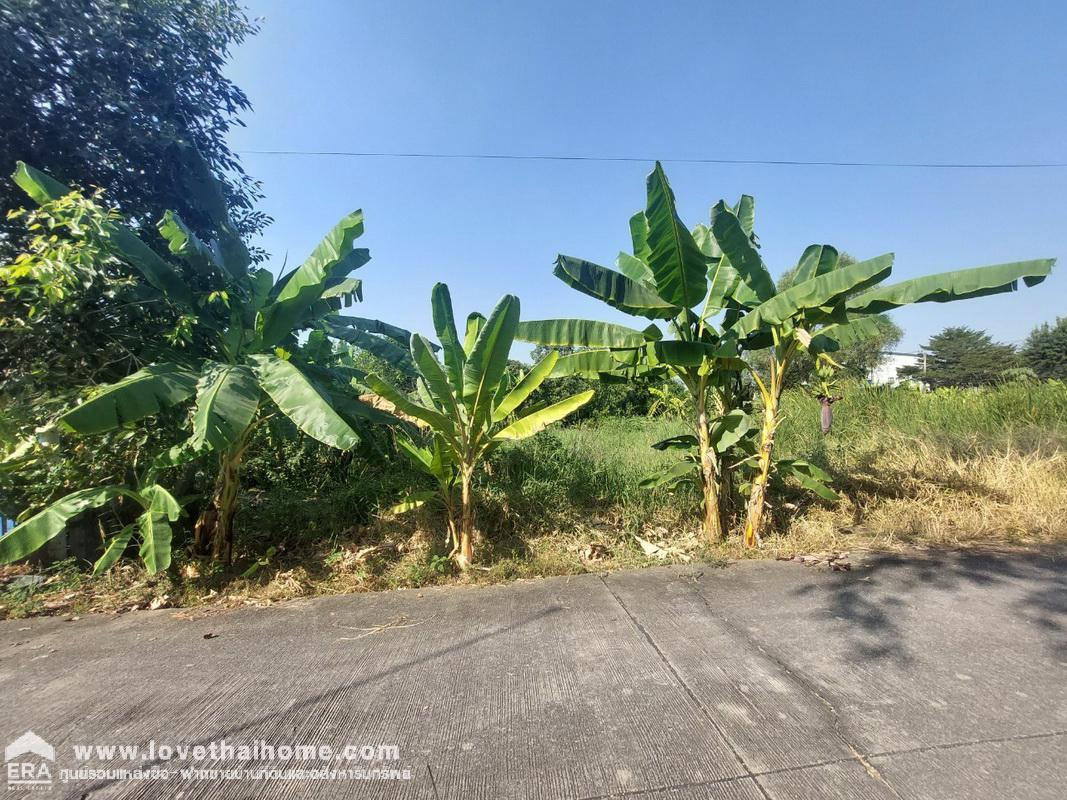 ขายที่ดิน ถนนสุสวาท บึงลาดสวาย คลอง4 ธัญบุรี-ลำลูกกา ปทุมธานี พื้นที่ 100 ตรว. ราคาถูกมาก เหมาะทำที่พักอาศัย หน้ากว้าง 15 x 27 ม. แปลงสี่เหลี่ยมสวย น้ำ,ประปาพร้อมมาก