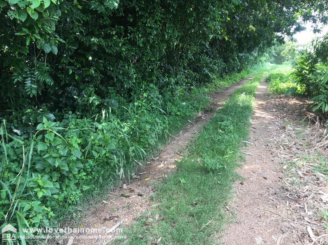 ขายที่ดินราคาถูก ซ.คลองหกตะวันออก คลองหลวง ปทุมธานี พื้นที่406ตรว. ใกล้องค์การบริหารส่วนตำบล คลอง6