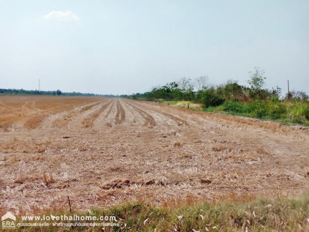 ขายที่ดินติดถนนใหญ่เลียบคลอง 12 หนองเสือ ปทุมธานี พื้นที่ 60 ไร่ แปลงงามผืนสวย เหมาะทำโครงการต่างๆ หรือเก็งกำไรเป็นเจ้าของได้เลย