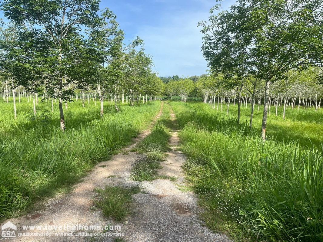 ขายที่ดินเปล่า ใกล้อุทยานแห่งชาติเขาใหญ่ ที่สวยถมแล้ว ใกล้เคียงอุทยานแห่งชาติเขาใหญ่ พื้นที่ 3 ไร่ ต.หมูสี อ.ปากช่อง จ.นครราชสีมา