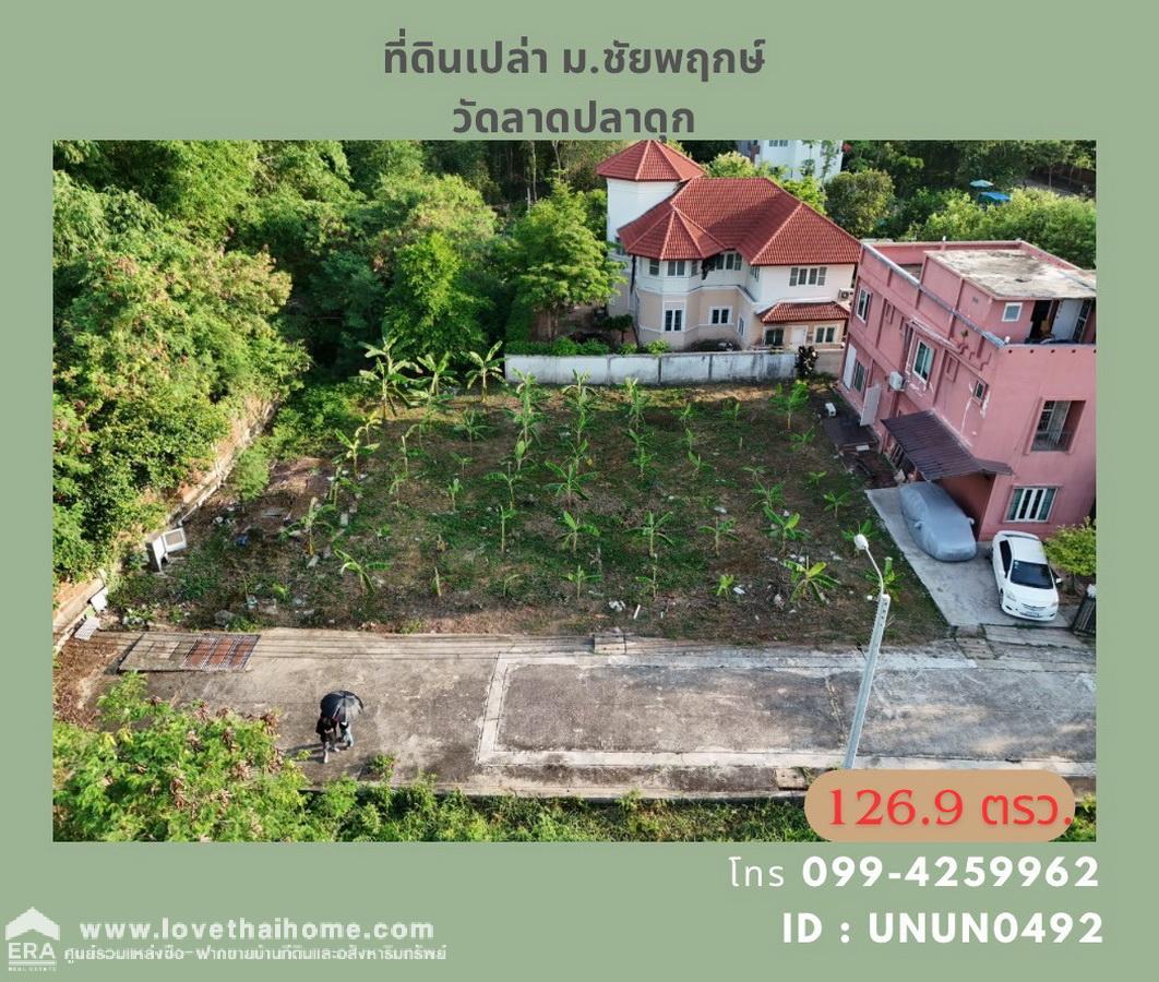 ขายที่ดินในหมู่บ้านชัยพฤกษ์ วัดลาดปลาดุก บางบัวทอง นนทบุรี แปลงริม 126.9 ตรว. ขายถูกมาก ต่ำกว่าราคาตลาด ต่ำกว่าราคาประเมิน ถมแล้ว พร้อมปลูกสร้างบ้าน