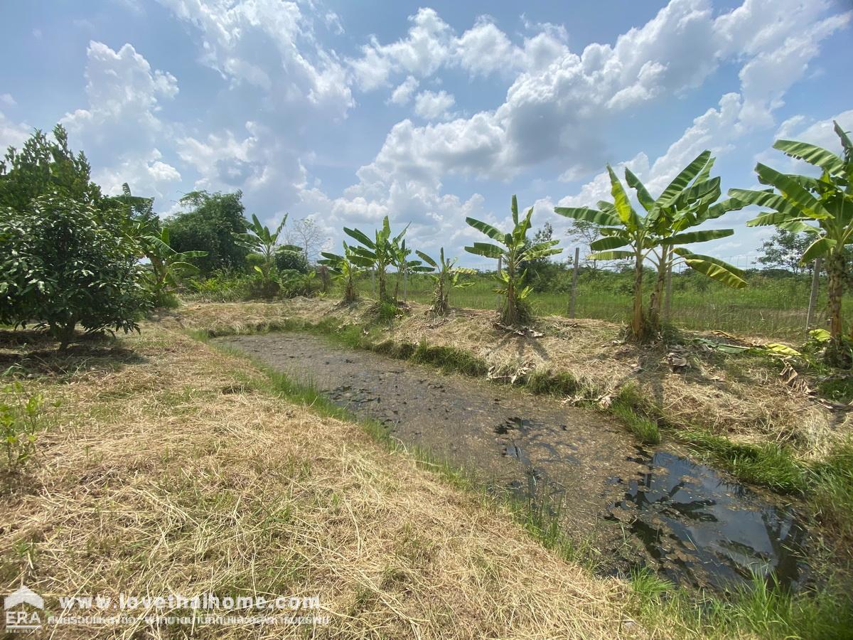 ขายที่ดินเปล่าถมแล้ว 200 ตรว. รังสิต-นครนายก เลียบคลอง 12 หนองเสือ สามารถทำสวนและปลูกสร้างที่อยู่อาศัยได้เลย