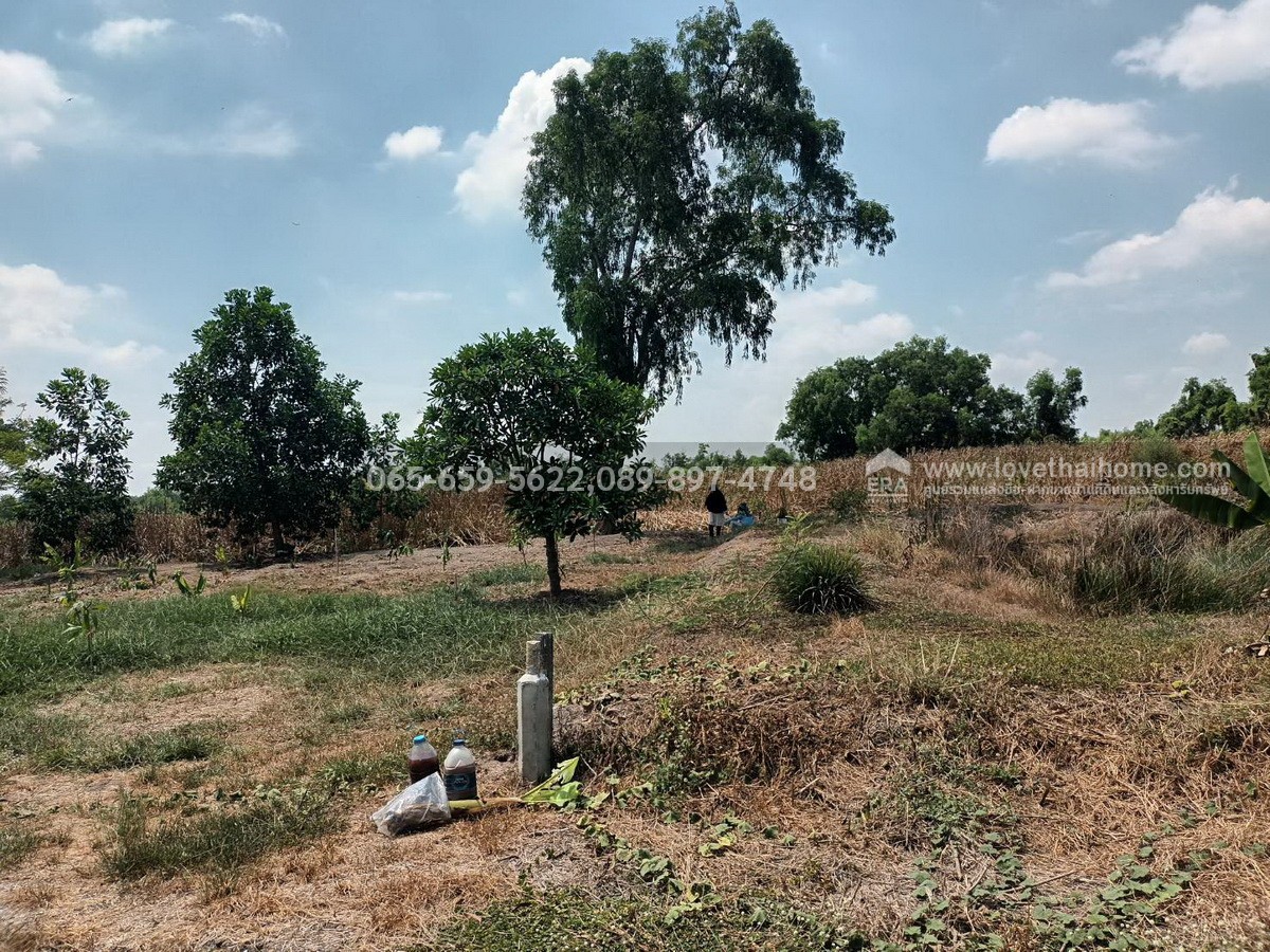 ขายที่ดินราคาถูกคลองเก้า ซอยบัวรุ่ง หนองจอก 100 ตรว. ใกล้ศูนย์บริหารอิสลามแห่งประเทศไทย ห่างประมาณ 100 กว่าเมตร