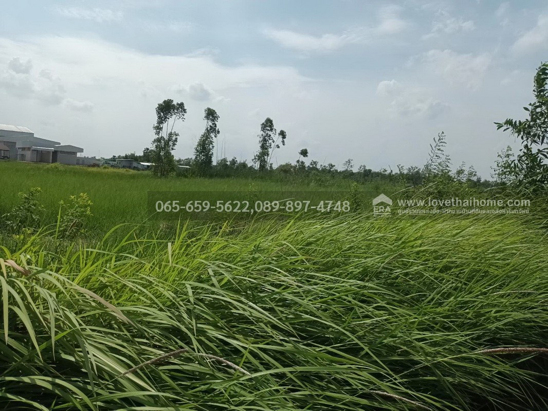 ขายที่ดินติดถนนซอยเทศบาล 1 (ลาภประเสริฐ) ถ.รังสิต–นครนายก คลอง 10 พื้นที่ 190 ตร.วา ใกล้ อบต.บึงบา หนองเสือ ปทุมธานี ราคาถูก เหมาะลงทุน