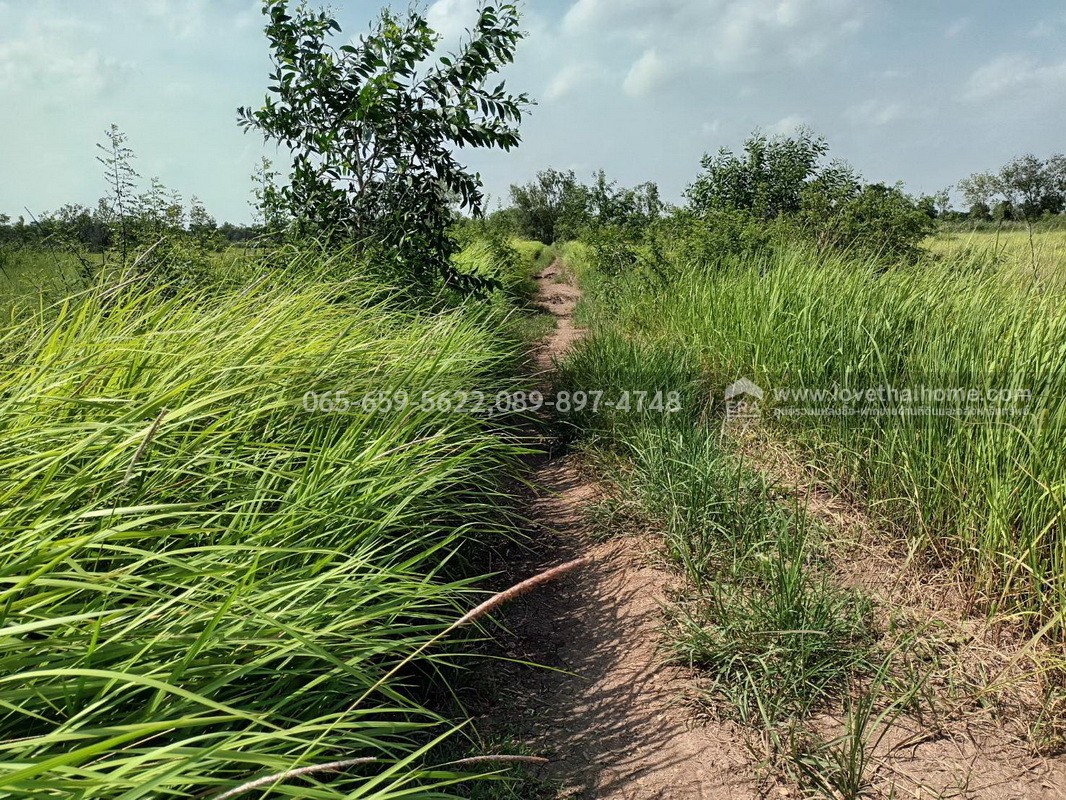 ขายที่ดินติดถนนซอยเทศบาล 1 (ลาภประเสริฐ) ถ.รังสิต–นครนายก คลอง 10 พื้นที่ 190 ตร.วา ใกล้ อบต.บึงบา หนองเสือ ปทุมธานี ราคาถูก เหมาะลงทุน