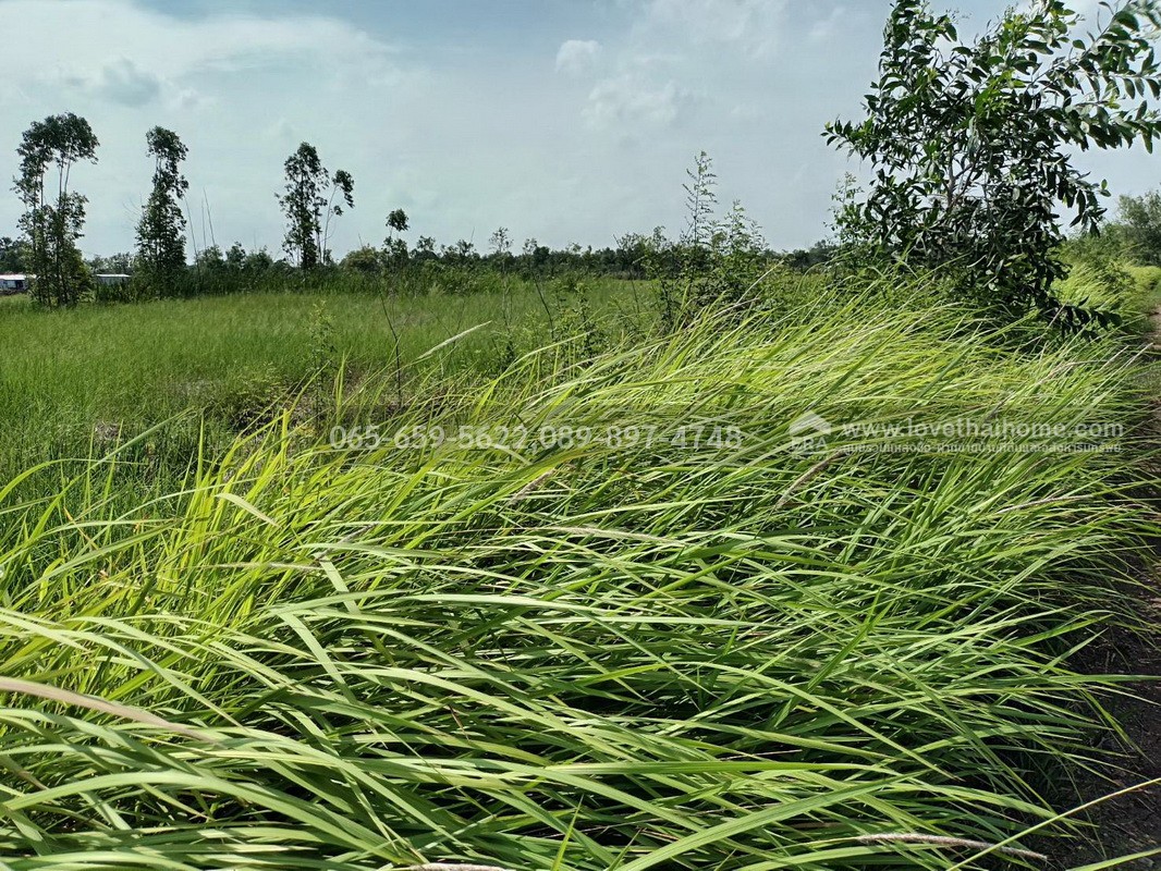 ขายที่ดินติดถนนซอยเทศบาล 1 (ลาภประเสริฐ) ถ.รังสิต–นครนายก คลอง 10 พื้นที่ 190 ตร.วา ใกล้ อบต.บึงบา หนองเสือ ปทุมธานี ราคาถูก เหมาะลงทุน