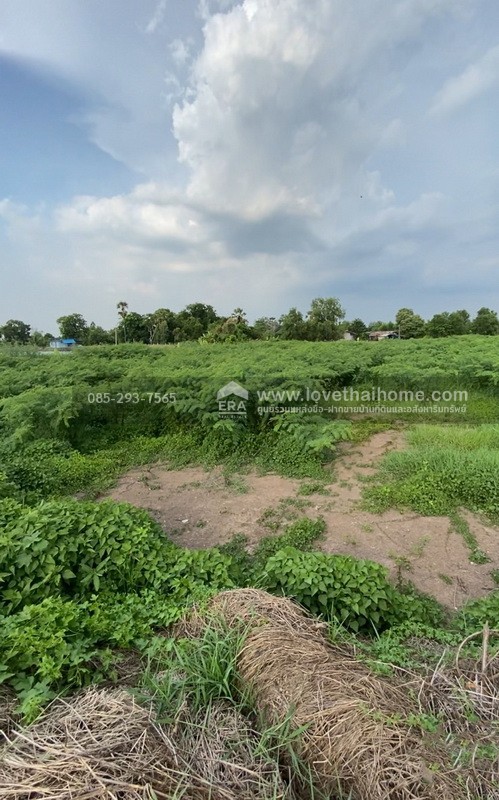 ขายที่ดิน ต.หัวไทร อ.บางคล้า จ.ฉะเชิงเทรา บนถนนทางหลวงชนบท ฉช.4023 ประมาณ กม.ที่10 ด้านหน้าติดถนนใหญ่ ด้านหลังติดคลองคูมอญ พื้นที่ 6-1-77 ไร่ ผังเมืองสีเขียวอ่อน ใกล้ม.ราชภัฏราชครินทร์, ตลาดน้ำบางคล้า