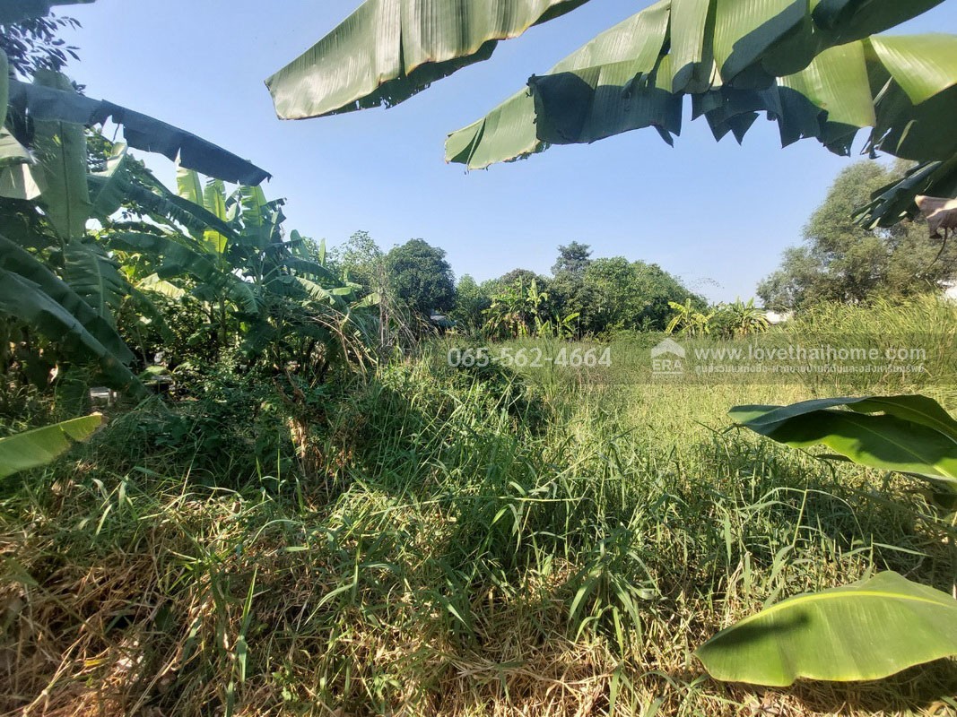 ขายที่ดินย่านรังสิต-นครนายก คลอง4 ซอยสุสวาส19 พื้นที่100ตรว.ราคาเพียงแค่1.45ล้านเท่านั้น รับประกันเลยว่าหาราคาถูกเท่านี้ไม่มีอย่างแน่นอน พูดได้คำเดียวว่า ต้องรีบซื้อ รีบซื้อ 